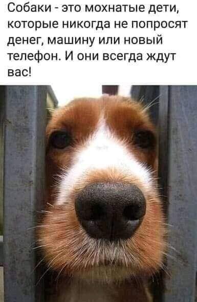 Собаки это мохнатые дети которые никогда не попросят денег машину или новый телефон И они всегда ждут вас