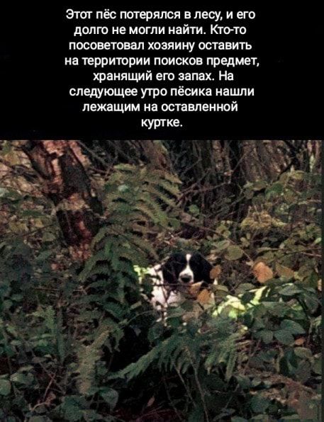 этот пёс потерялся в лесу и ет долго не могли найти Кто тн посоветовал хозяину оставить на территории поисков тредмот Фвнящий его запах На следующее утро пёсика нашли лежащим на оставленной