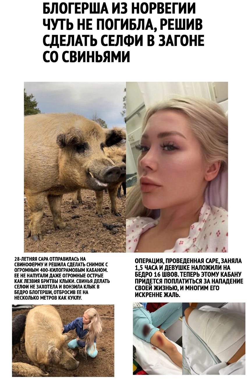 БЛОГЕРША ИЗ НОРВЕГИИ ЧУТЬ НЕ ПОГИБЛА РЕШИВ СДЕЛАТЬ СЕЛФИ В ЗАГОНЕ СО СВИНЬЯМИ г н 1 3 18 ЛЕТНЯЯ сш ОТПРАВИЛАСЬ НА свинооерму и решим плешь снимок ЁЕЁЖЪЧЕЁЁЁКЁЪЪЪЖЁЙЁЁМА огромным юокилогримовым клином ЕЕ не нлпупши дАЖЕ огромные осгрые БЕДРО 16 ШВОВ ТЕПЕРЬ ЭТОМУ КАБАНУ кик лезвия БРИТВЫ клыкисвинья делить ПРИДЕТСЯ поплдтиться ЗА НАПАДЕНИЕ сети не тотем и нонзим клык в ведро епогершиотвросив ее не Б