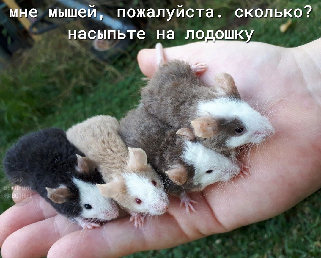 Нче мьЁёйпожапуйста скольо насгіпьте на лоошк
