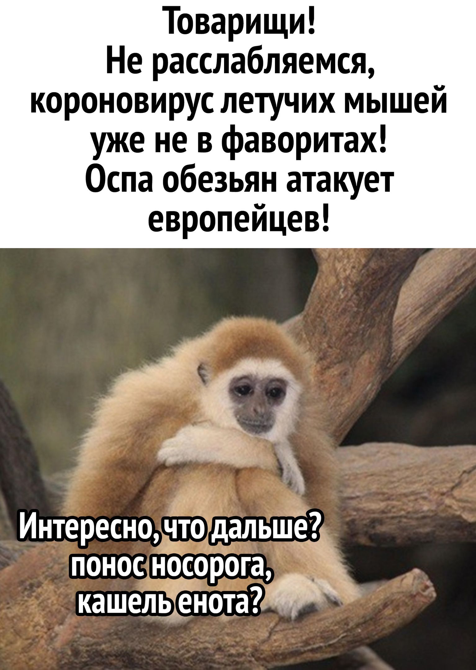 Товарищи Не расслабляемся короновирус летучих мышей уже не в фаворитах Оспа обезьян атакует европейцев Интересно что дальшё понос носорота кашельіёнота