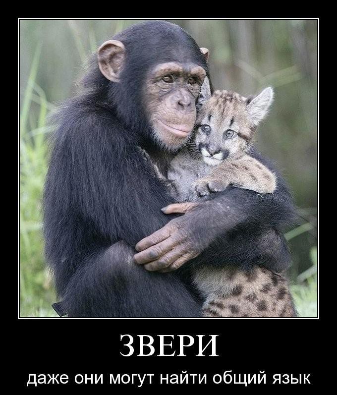 ЗВЕРИ даже они могут найти общий язык