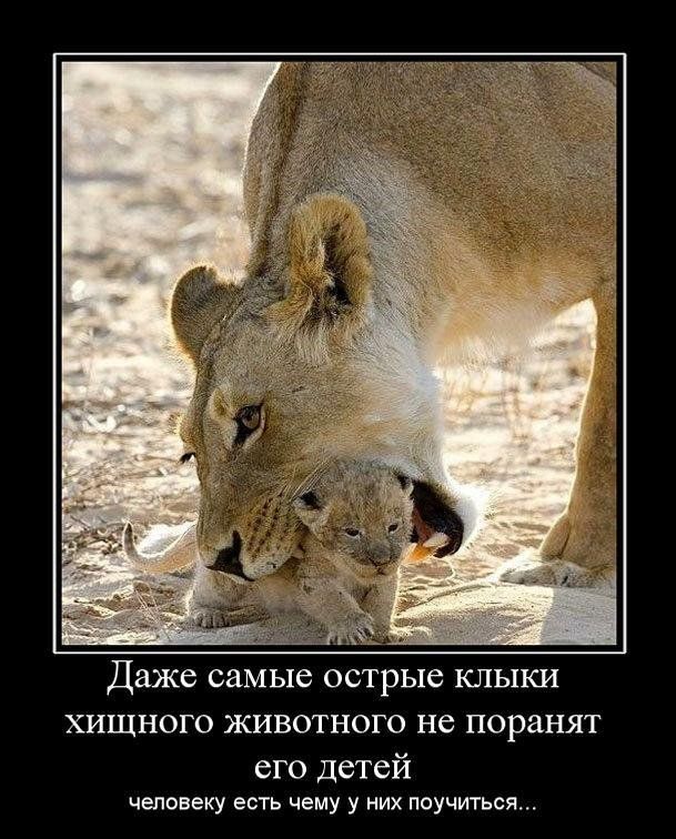 Даже самые острые КПЫКИ ХИЩНОГО ЖИВОТНОГО не поранят его детей человеку есть чему у них поучиться