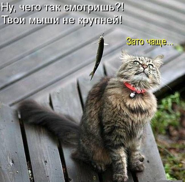 Ну чего так шиогришь зон мыши на крупней