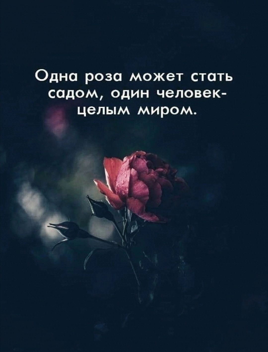 Одна роза может стать содом один человек ЦеПЫМ МИРОМ