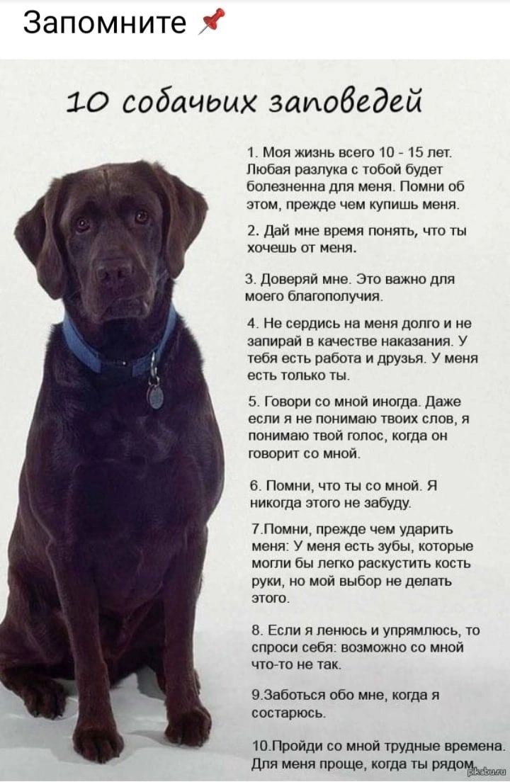 Запомните 10 собацдых заиобедей Моя мзиь ига пе Пшппя разлука с пяти пуда попалиенна пил м Ппмни со щими ни м дай врвнп тить Чю хочешь ог 3 Ппщши я на шнтпппучия 4 Ни шьщищ г и эзпиоаи и качеств как у тбл в 035013 и двум у меня в шп Гпиппи и да г линии и я ппнимнт тг когда т о м Помни чтшсомипй я иющв это в лету 7 Помни поемде чем уддригь меня у меня есть ты котрые могли бы легко Васютить и но мой