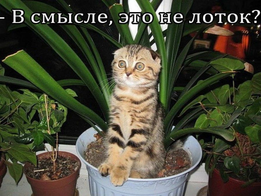 В смысле а зёе лоток 1 Ё
