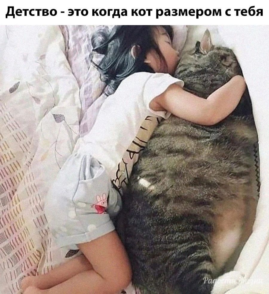 детство это когда кот размером с тебя