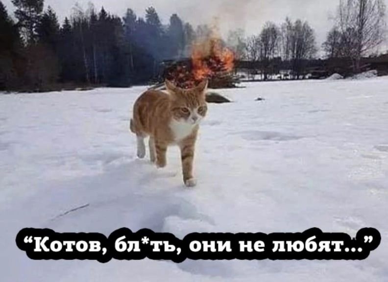 Котов бл п они не люб