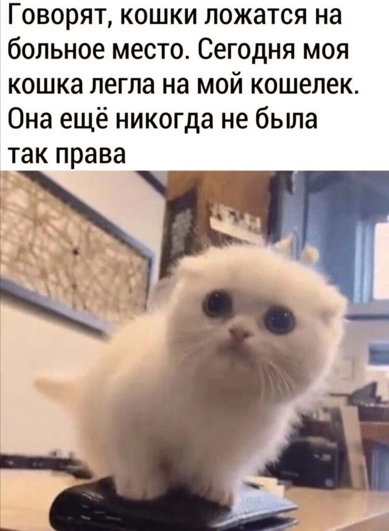 Говорят кошки ложатся на больное место Сегодня моя кошка легла на мой кошелек Она ещё никогда не была ТЭК права