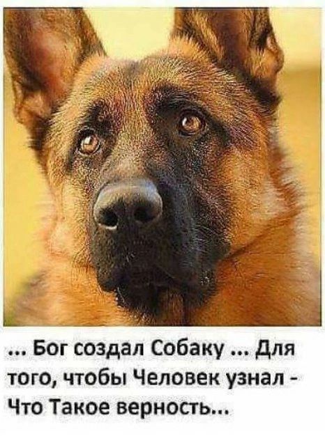 Бог создал Собаку для того чтобы Человек узнал Что Такое верность