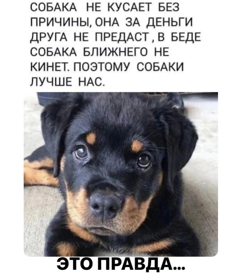 СОБАКА НЕ КУСАЕТ БЕЗ ПРИЧИНЫ ОНА ЗА ДЕНЬГИ ДРУГА НЕ ПРЕДАСТВ БЕДЕ СОБАКА БЛИЖНЕГО НЕ КИНЕТ ПОЭТОМУ СОБАКИ ЛУЧШЕ НАС