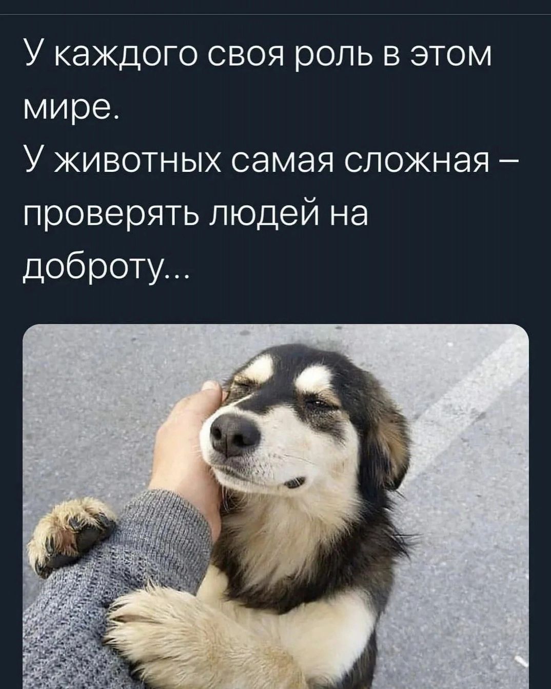 У каждого своя роль в этом мире У животных самая сложная проверять людей на доброту