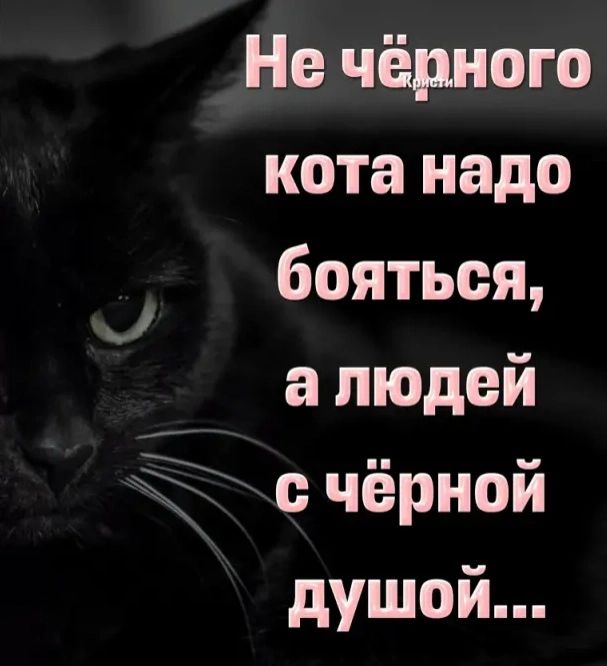 Не чёрного кота надо бояться а людей с чёрной душой 1