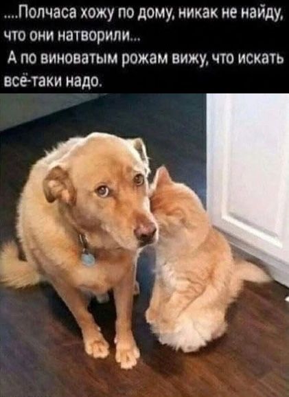 Полчаса хожу по дому никак не найду чю они натворили А по виноватым рожам вижу что искать всетаки надо