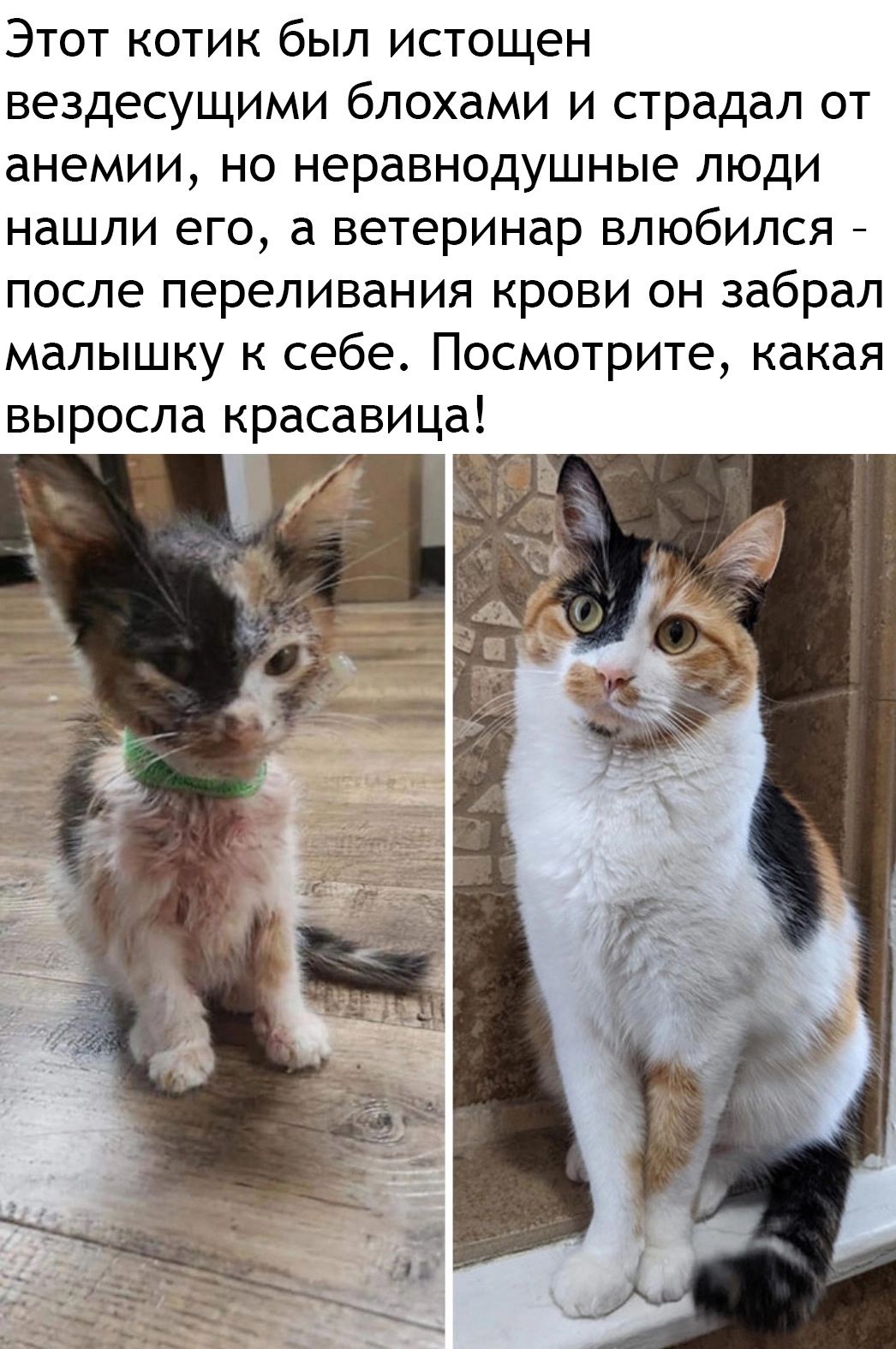 Этот котик был истощен вездесущими блохами и страдал от анемии но неравнодушные люди нашли его а ветеринар влюбился после переливания крови он забрал малышку к себе Посмотрите какая выросла красавица А