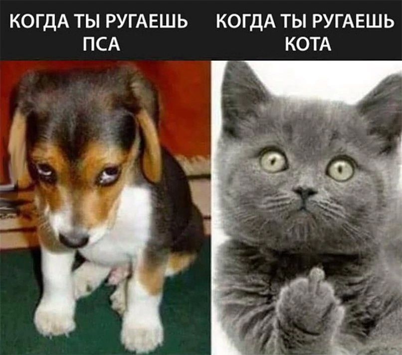 КОГДА ТЫ РУГАЕШЬ ПСА чт КОГДА ТЫ РУГА ЕШ Ь КОТА