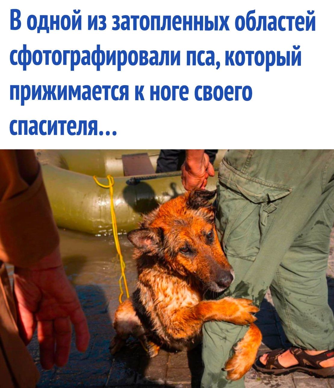 В одной из затопленных областей сфотографировали пса который прижимается к ноге своего спасителя