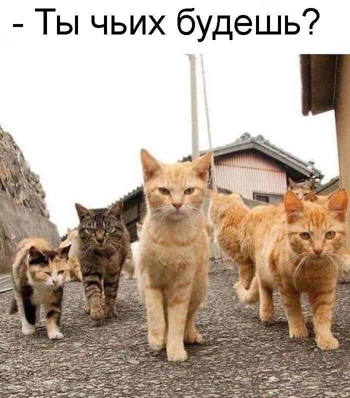 Ты чьих будешь