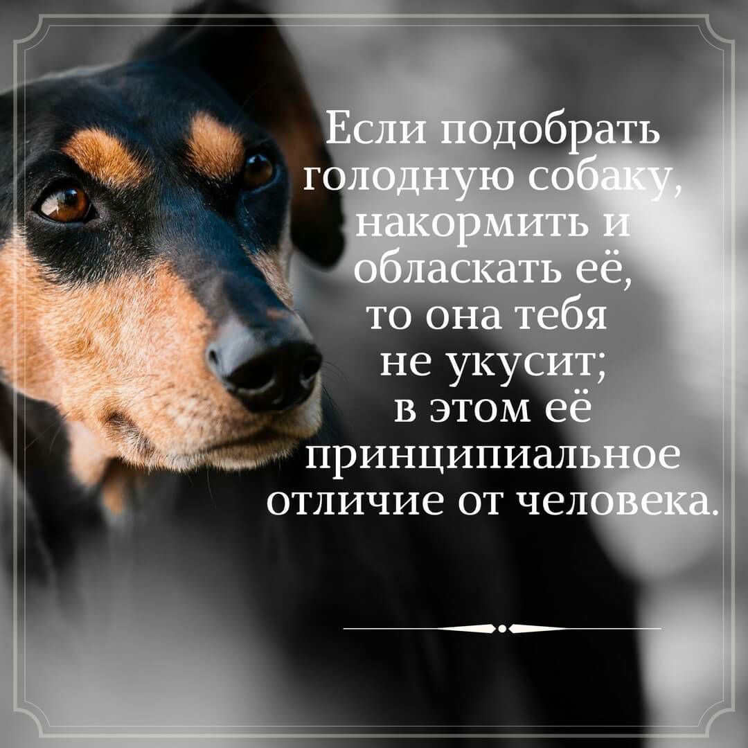 принципиал отличие от чел