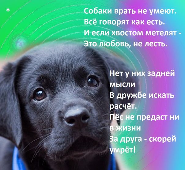 Собаки Вс