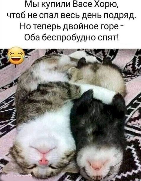 Мы купили Васе Хорю чтоб не спал весь день подряд Но теперь двойное горе Оба беспробудно спят