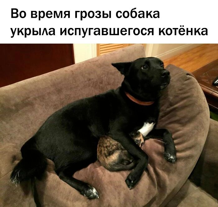 Во время грозы собака укрыда испугавшегося котёнка