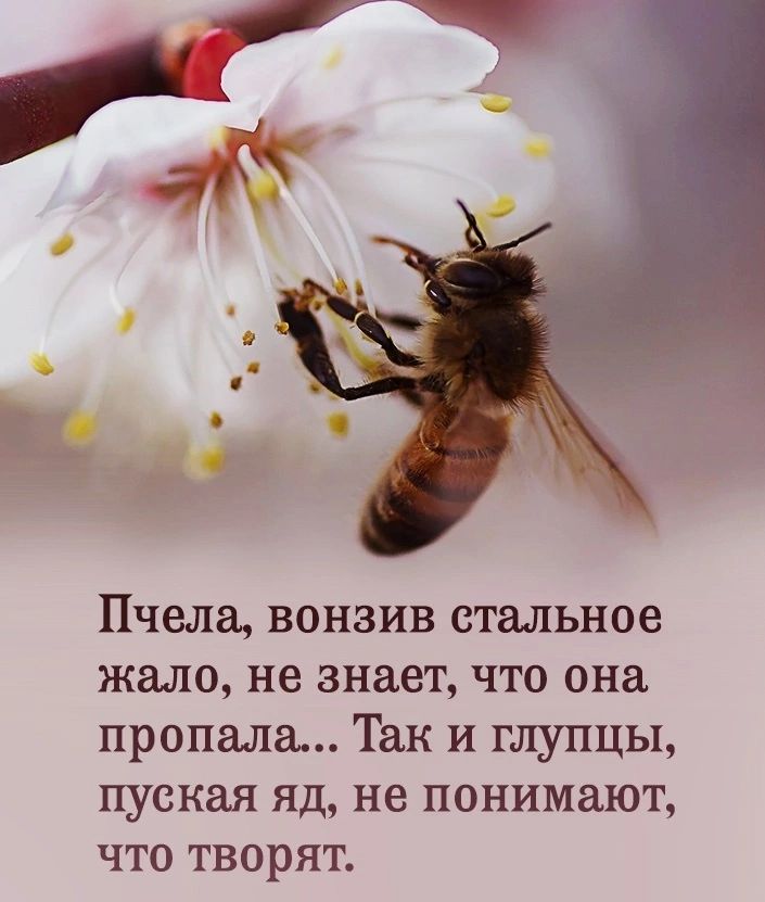 Пчела вонзив стальное жало не знает что она пропала Так и глупцы пуская яд не понимают что творят