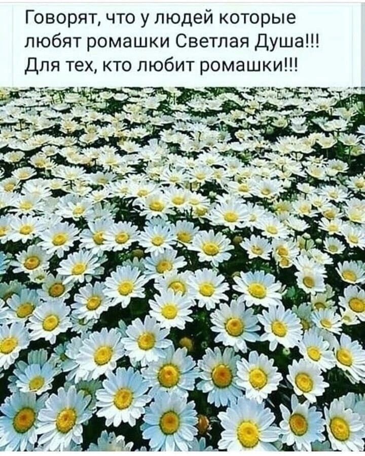 Говорят что у людей которые любят ромашки Светлая Душа Для тех кто любит ромашки
