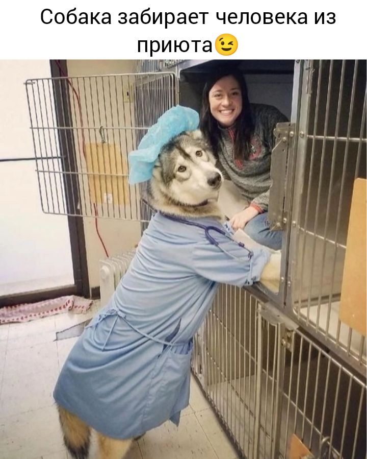 Собака забирает человека из приюта
