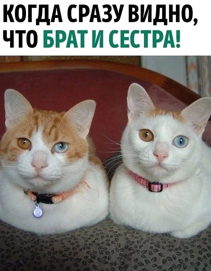 КОГДА СРАЗУ ВИДНО ЧТО БРАТ И СЕШЕЁЩ