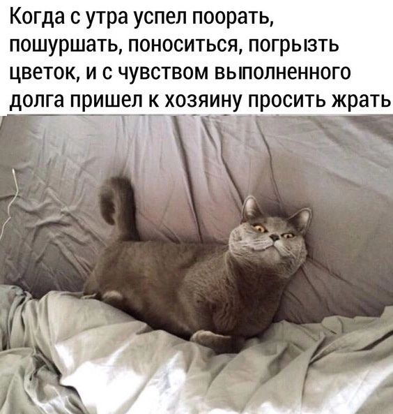 Когда с утра успел поорать пошуршать поноситься погрызть цветок и с чувством выполненного долга пришел к хозяину просить жрать
