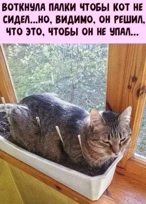 ВОТКНЧЛА МКИ ЧТОБЫ КОТ НЕ СИДЕЛНО ВИДИМО ОН РЕШИЛ ЧТО ЭТО ЧТОБЫ ОИ НЕ ЧПМ хе _ь у _ _4 33