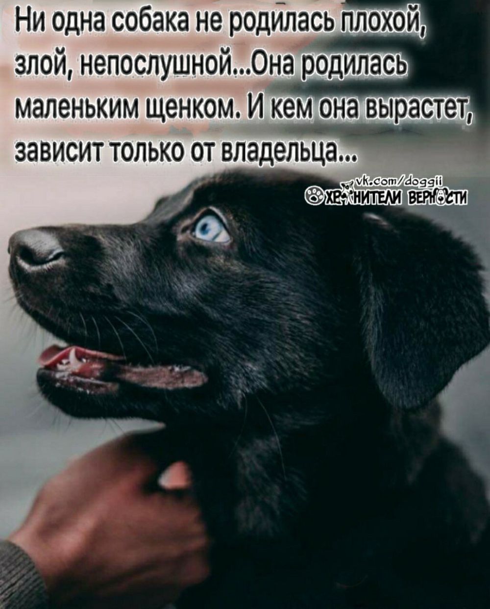 Ни одна собака не родилась плохой злой непослушной0на родилась маленьким щенком И Кем она вырастет зависит только от владельца