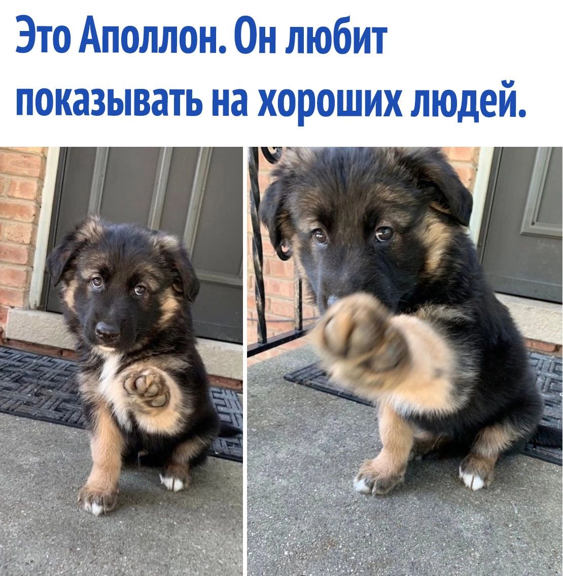 Это Аполлон Он любит показывать на хороших людей _