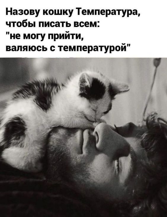 Назову кошку Температура чтобы писать всем не могу прийти валяюсь с температурой