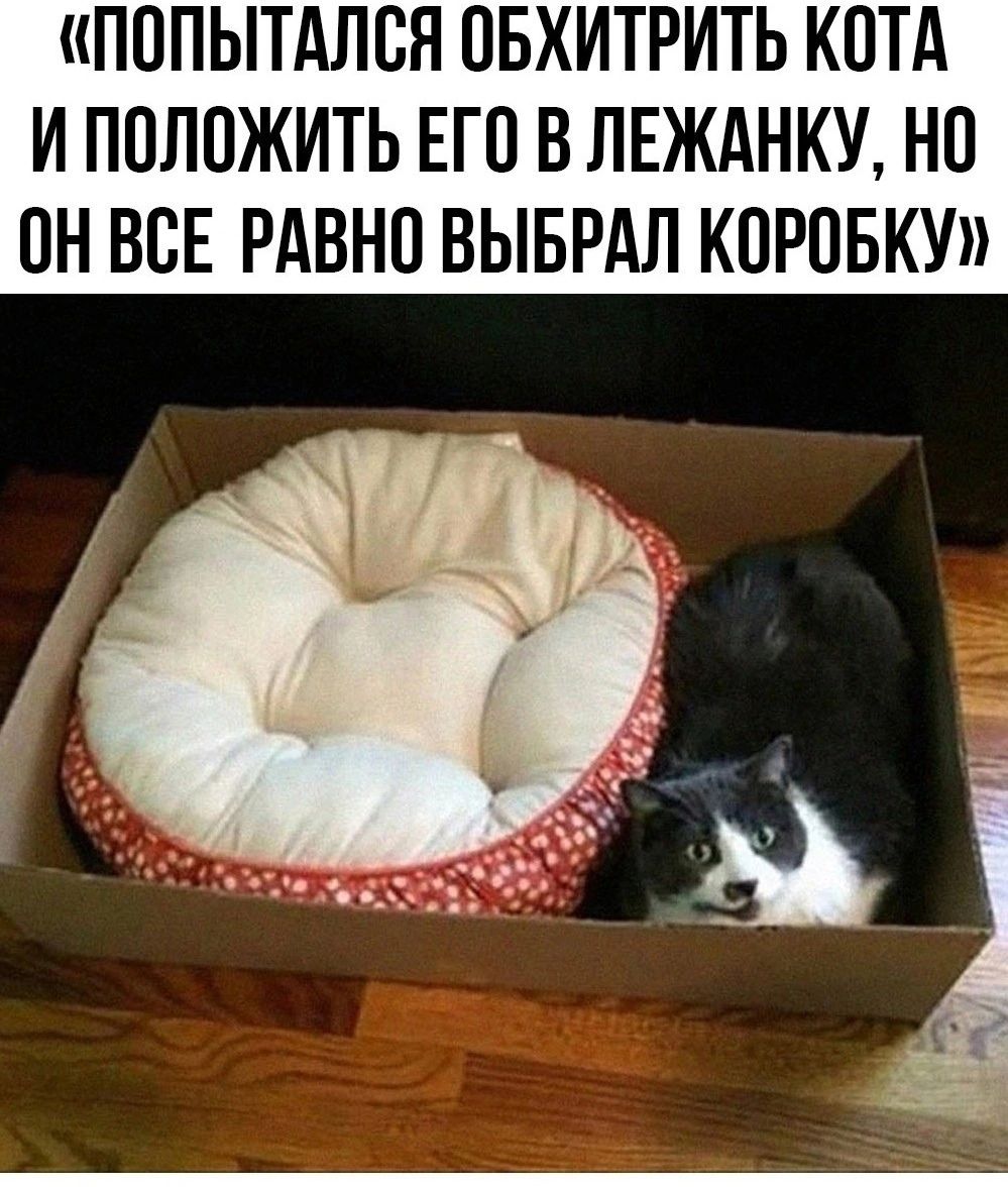 ПОПЫТАЛОЯ ОБХИТРИТЬ КОТА И ПОЛОЖИТЬ ЕГО В ЛЕЖАНКУ НО ОН ВСЕ РАВНО ВЫБРАЛ КОРОБКУ