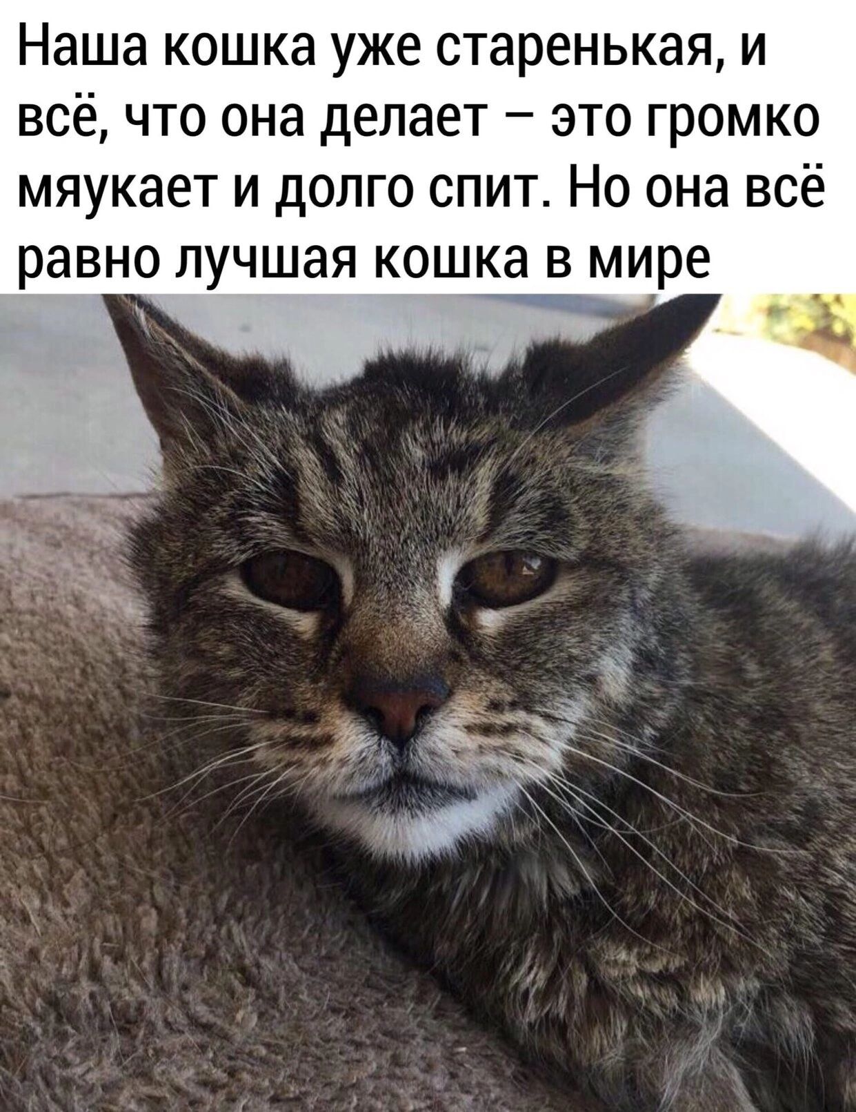 Наша кошка уже старенькая и всё что она делает это громко мяукает и долго спит Но она всё равно лучшая кошка в мире
