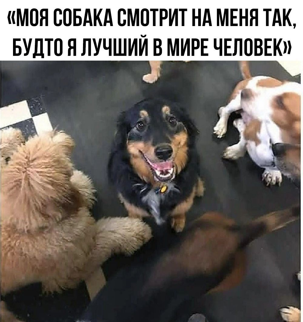 МОЯ СОБАКА ВМПТРИТ НА МЕНЯ ТАК БУДТО Я ЛУЧШИЙ В МИРЕ ЧЕЛОВЕК