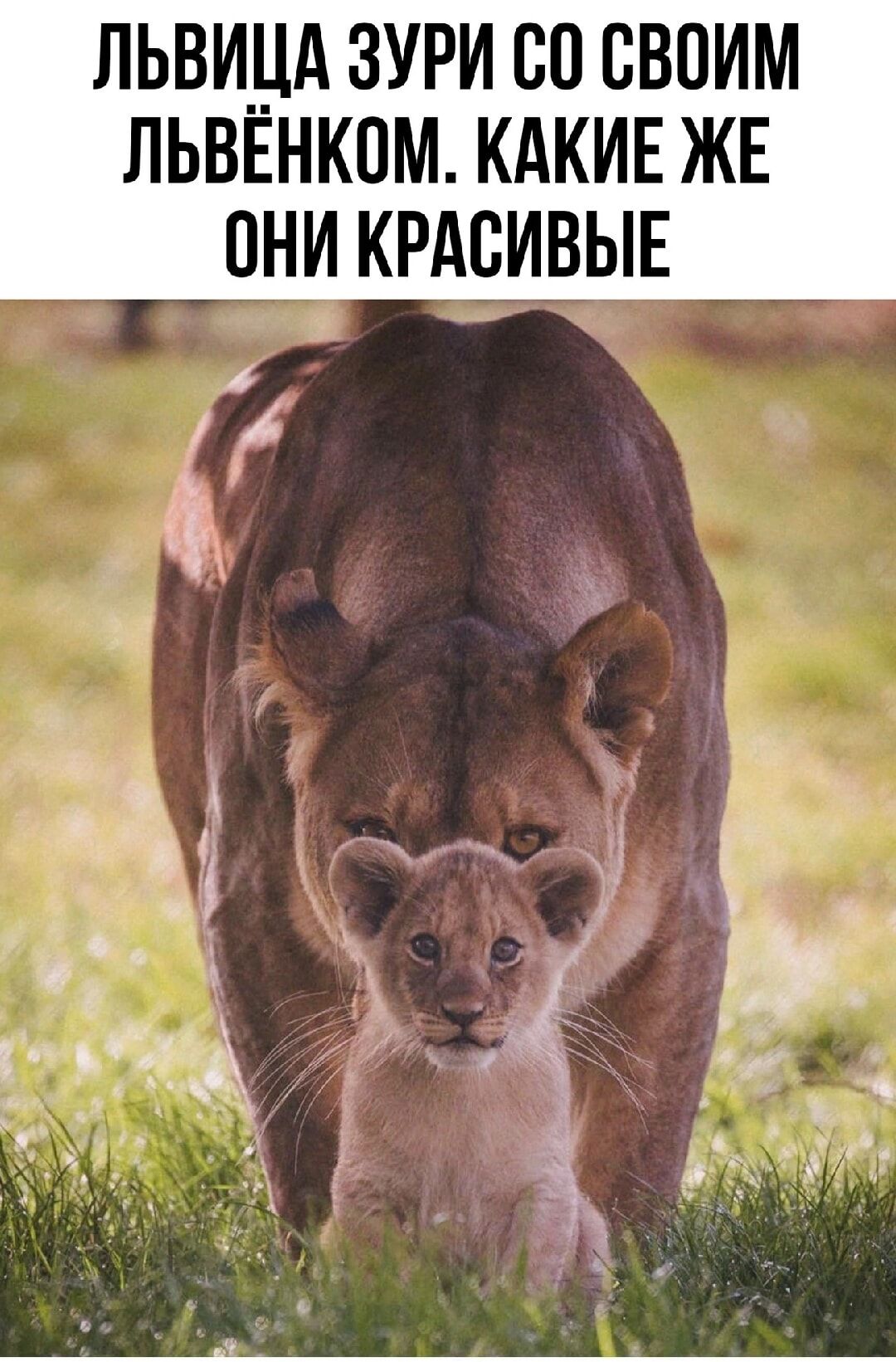 ЛЬВИДА ЗУРИ СП СВОИМ ЛЬВЕНКОМ КАКИЕ ЖЕ ПНИ КРАСИВЫЕ 4