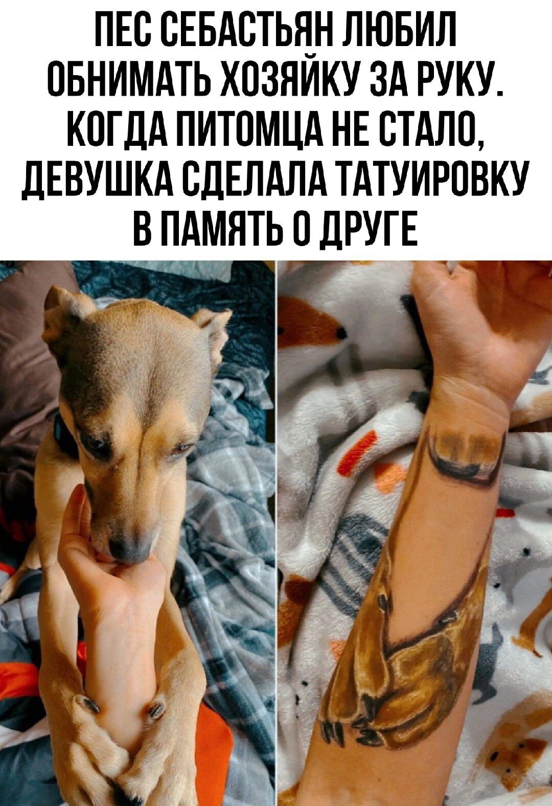 ПЕС СЕБАВТЬЦН ЛЮБИЛ ОБНИМАТЬ ХОЗЯИКУ ЗА РУКУ КОГДА ПИТОМЦА НЕ ВТАЛП дЕВУШКА БДЕЛАЛА ТАТУИРОВКУ В ПАМЯТЬ 0 ДРУГЕ