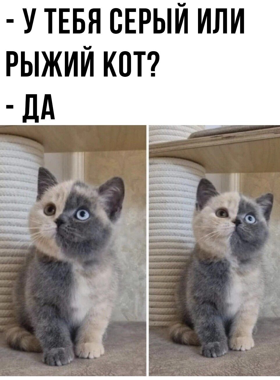 У ТЕБЯ СЕРЫЙ ИЛИ РЫЖИЙ КОТ