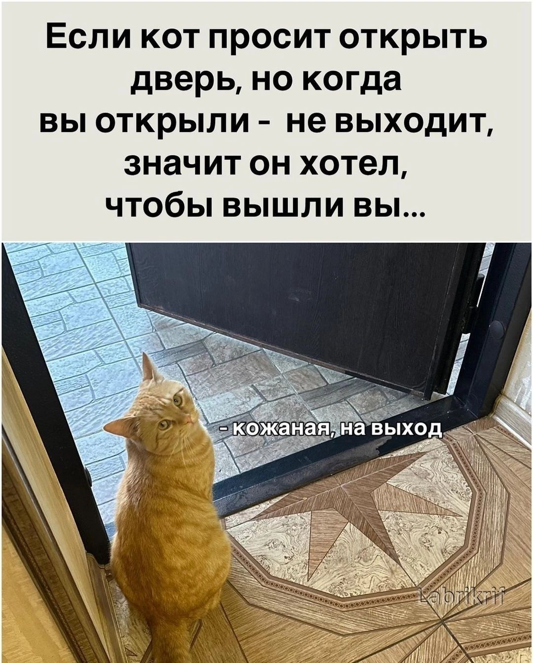 Если кот просит открыть дверь но когда вы открыли не выходит значит он хотел чтобы вышли вы