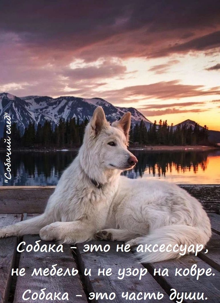 Собаки это н не медеш и 10 на кобра это часть души