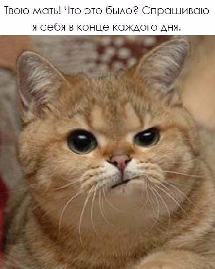 Твою моть Что это быдо Спрашиваю В конце КОЖАОГО АНЯ