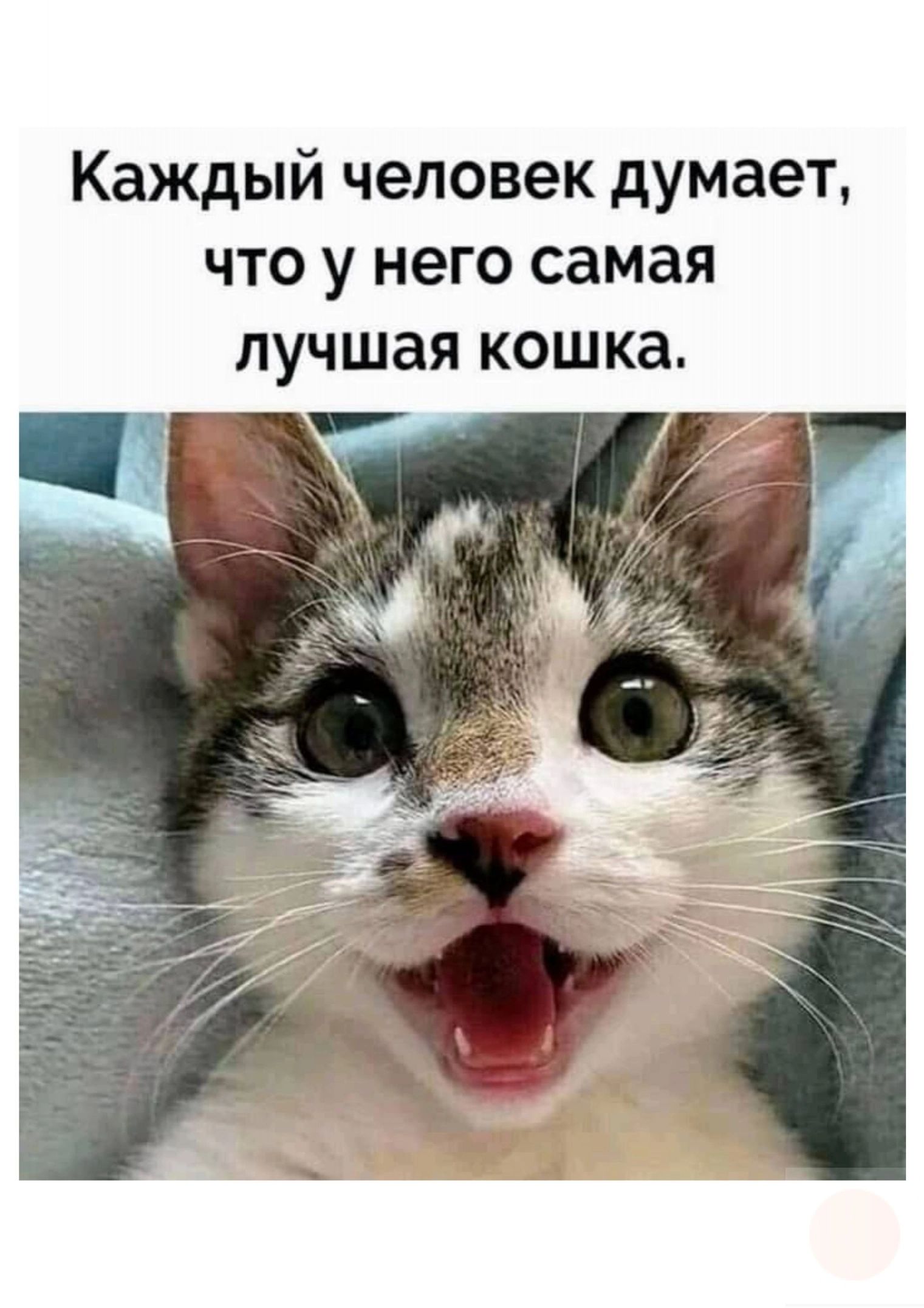 Каждый человек думает что у него самая лучшая кошка
