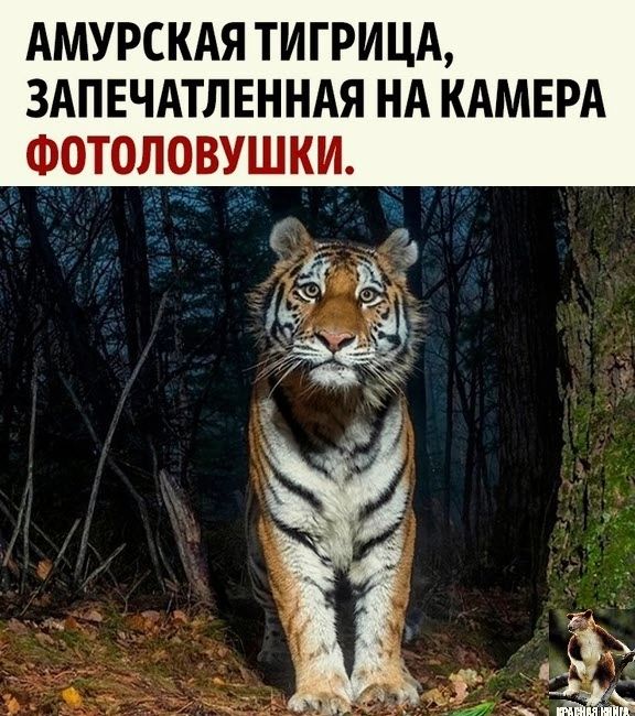 АМУРСКАЯ ТИ ГРИ ЦА ЗАПЕЧАТЛЕННАЯ НА КАМЕРА ФОТОЛОВУШКИ