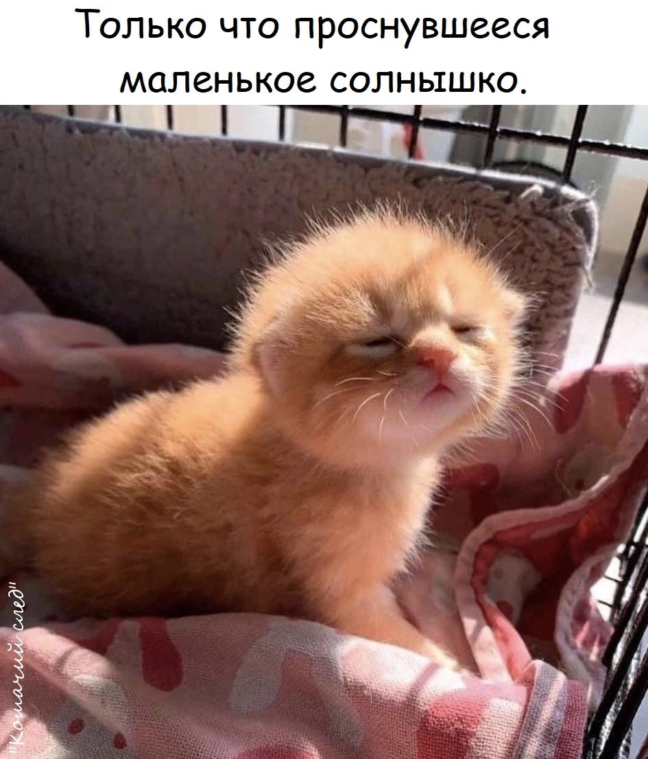 ТОЛЬКО ЧТО ПРОСНУВШЗЗСЯ маленькое СОЛНЫШКО
