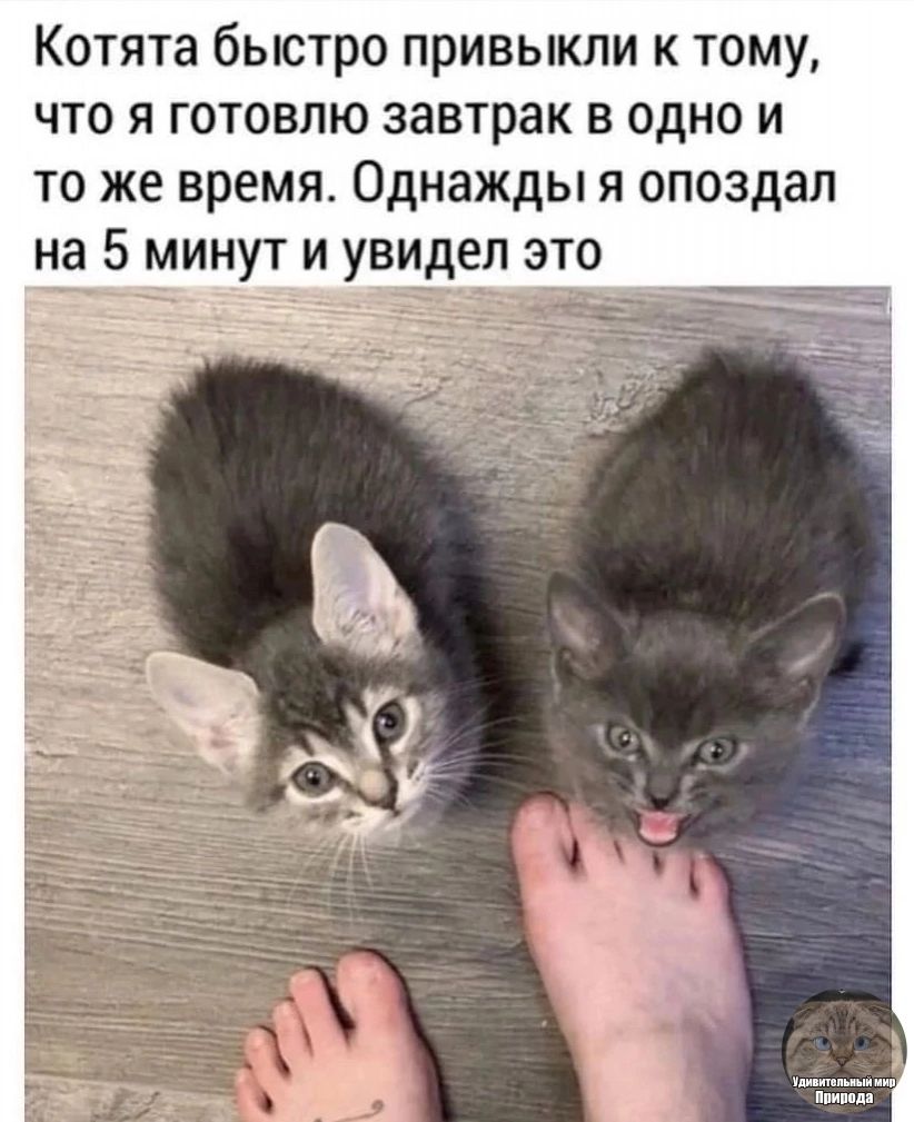 Котята быстро привыкли к тому что я готовлю завтрак в одно и то же время Однажды я опоздал на 5 минут и увидел это