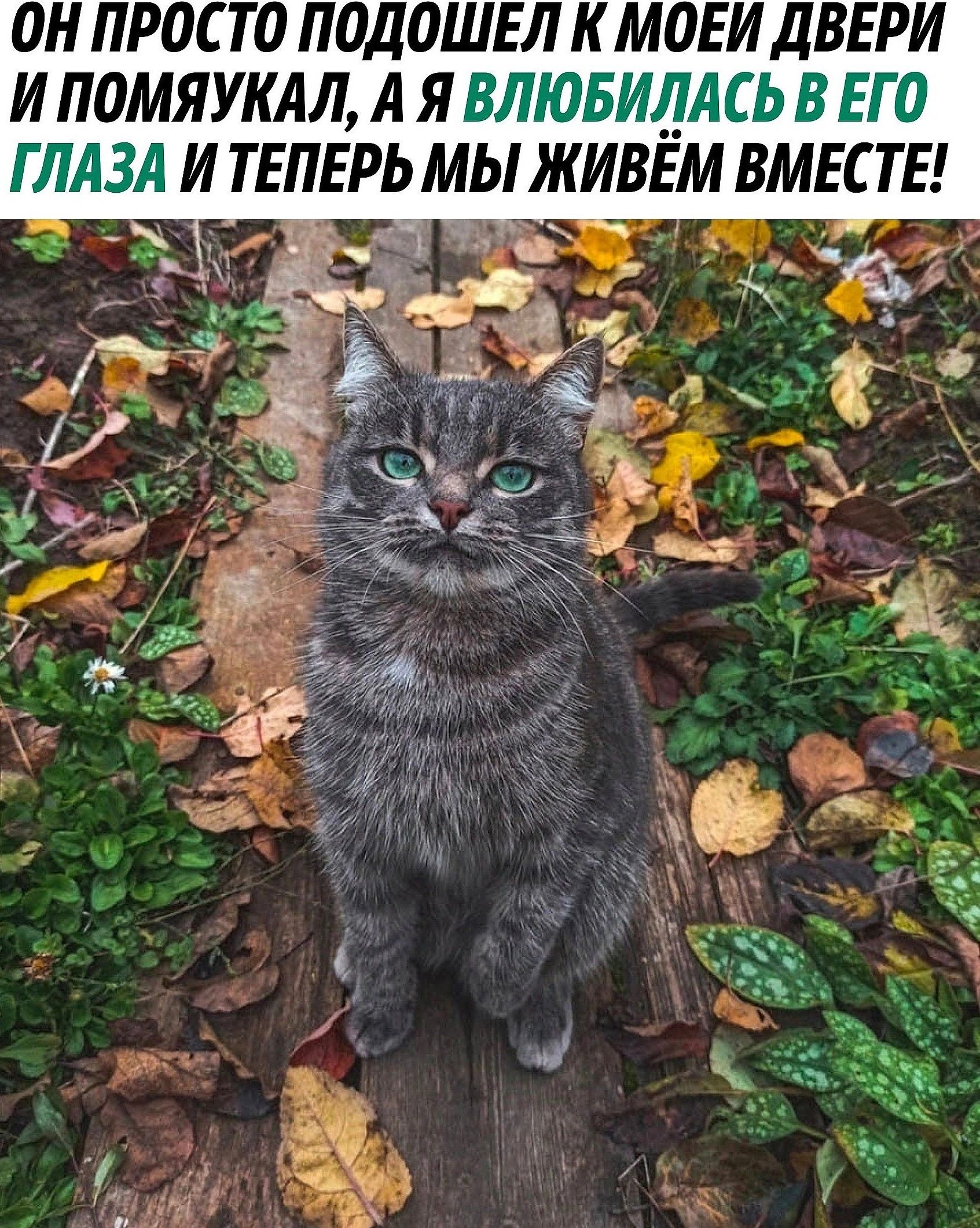 ОН ПРОСТО ПОДОШЕЛ К М0ЕИ ДВЕРИ И П0МЯУКАЛ А Я ВЛЮБИДАСЬ В ЕГО ГЛАЗА И ТЕПЕРЬ МЫ ЖИВЁМ ВМЕСТЕ